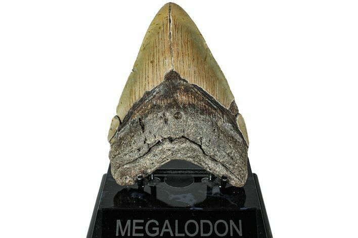 Fossil Megalodon Tooth - North Carolina #226502